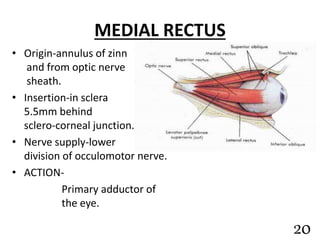 MEDIAL RECTUS
• Origin-annulus of zinn
and from optic nerve
sheath.
• Insertion-in sclera
5.5mm behind
sclero-corneal junction.
• Nerve supply-lower
division of occulomotor nerve.
• ACTION-
Primary adductor of
the eye.
20
 