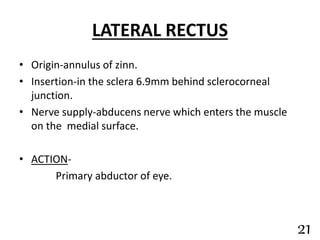 LATERAL RECTUS
• Origin-annulus of zinn.
• Insertion-in the sclera 6.9mm behind sclerocorneal
junction.
• Nerve supply-abducens nerve which enters the muscle
on the medial surface.
• ACTION-
Primary abductor of eye.
21
 