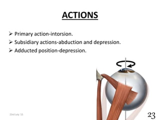 ACTIONS
 Primary action-intorsion.
 Subsidiary actions-abduction and depression.
 Adducted position-depression.
23rd July '15
23
 