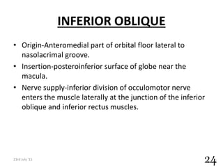 INFERIOR OBLIQUE
• Origin-Anteromedial part of orbital floor lateral to
nasolacrimal groove.
• Insertion-posteroinferior surface of globe near the
macula.
• Nerve supply-inferior division of occulomotor nerve
enters the muscle laterally at the junction of the inferior
oblique and inferior rectus muscles.
23rd July '15
24
 