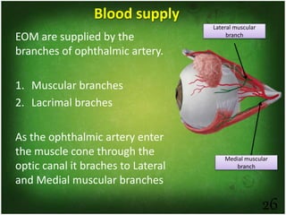 26
Blood supply
EOM are supplied by the
branches of ophthalmic artery.
1. Muscular branches
2. Lacrimal braches
As the ophthalmic artery enter
the muscle cone through the
optic canal it braches to Lateral
and Medial muscular branches
Medial muscular
branch
Lateral muscular
branch
 