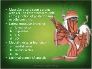 Dept. of Ophthalmology, JNMC, Belagavi
27
23rdJuly '15
• Muscular artery course along
with CN 3 to enter rectus muscle
at the junction of posterior and
middle one third.
• Lateral muscular branches-
a. lateral rectus
b. sup rectus
c. LPS
d. SO
• Medial muscular branches-
a. medial rectus
b. inferior rectus
c. IO
• Lacrimal branch-LR and SR
 
