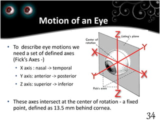 34
Motion of an Eye
• To describe eye motions we
need a set of defined axes
(Fick’s Axes -)
• X axis : nasal -> temporal
• Y axis: anterior -> posterior
• Z axis: superior -> inferior
• These axes intersect at the center of rotation - a fixed
point, defined as 13.5 mm behind cornea.
 