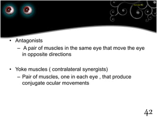 23rd July '15
42
• Antagonists
– A pair of muscles in the same eye that move the eye
in opposite directions
• Yoke muscles ( contralateral synergists)
– Pair of muscles, one in each eye , that produce
conjugate ocular movements
 