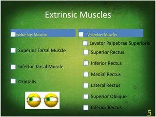Extrinsic Muscles
Involuntary Muscles
Superior Tarsal Muscle
Inferior Tarsal Muscle
Orbitalis
Voluntary Muscles
Levator Palpebrae Superioris
Superior Rectus
Inferior Rectus
Medial Rectus
Lateral Rectus
Superior Oblique
Inferior Rectus
5
 