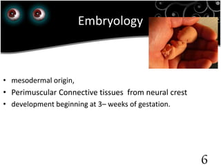 Embryology
• mesodermal origin,
• Perimuscular Connective tissues from neural crest
• development beginning at 3– weeks of gestation.
6
 