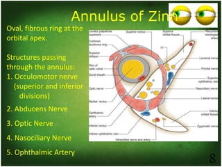Oval, fibrous ring at the
orbital apex.
Structures passing
through the annulus:
1. Occulomotor nerve
(superior and inferior
divisions)
2. Abducens Nerve
3. Optic Nerve
4. Nasociliary Nerve
5. Ophthalmic Artery
Annulus of Zinn
8
 