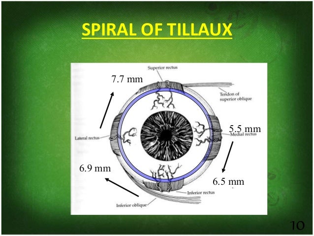 EXTRA OCULAR MUSCLES