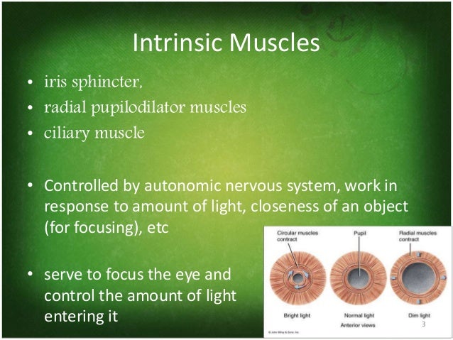 EXTRA OCULAR MUSCLES