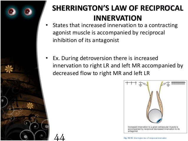 EXTRA OCULAR MUSCLES