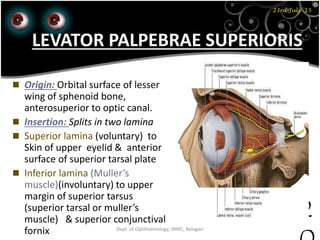 23rd July '15
2
LEVATOR PALPEBRAE SUPERIORIS
 Origin: Orbital surface of lesser
wing of sphenoid bone,
anterosuperior to optic canal.
 Insertion: Splits in two lamina
 Superior lamina (voluntary) to
Skin of upper eyelid & anterior
surface of superior tarsal plate
 Inferior lamina (Muller’s
muscle)(involuntary) to upper
margin of superior tarsus
(superior tarsal or muller’s
muscle) & superior conjunctival
fornix Dept. of Ophthalmology, JNMC, Belagavi
 