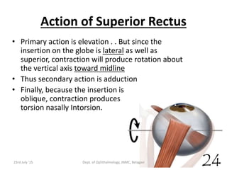 Action of Superior Rectus
• Primary action is elevation . . But since the
insertion on the globe is lateral as well as
superior, contraction will produce rotation about
the vertical axis toward midline
• Thus secondary action is adduction
• Finally, because the insertion is
oblique, contraction produces
torsion nasally Intorsion.
23rd July '15 Dept. of Ophthalmology, JNMC, Belagavi
24
 