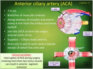 Dept. of Ophthalmology, JNMC, Belagavi 38
23rdJuly '15
Anterior ciliary artery (ACA)
• 7 in no.
• Branches of muscular arteries
• Along tendons of muscles and pierce
sclera 4 mm from the limbus and enter
eyeball
• Join the LPCA to form the major
arterial circle of iris.
• Supplies -- Cilliary body and iris.
• ACA runs in pair in each rectus muscle
except LR which has only one
ACA
Muscular
branch
LR with single
ACA
Clinical correlates:
interruption of ACA during surgery
involving more than two rectus muscle
can result in anterior segment
ischemia!
 