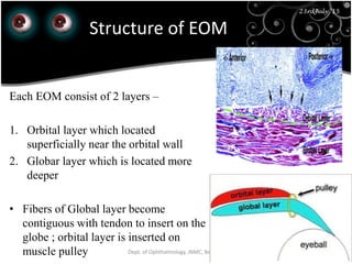 23rd July '15
42
23rdJuly '15
Dept. of Ophthalmology, JNMC, Belagavi
Structure of EOM
Each EOM consist of 2 layers –
1. Orbital layer which located
superficially near the orbital wall
2. Globar layer which is located more
deeper
• Fibers of Global layer become
contiguous with tendon to insert on the
globe ; orbital layer is inserted on
muscle pulley
 