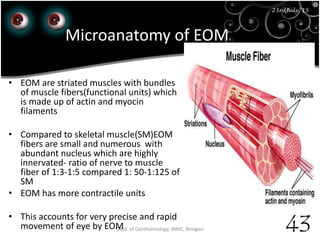23rd July '15
43
23rdJuly '15
Dept. of Ophthalmology, JNMC, Belagavi
Microanatomy of EOM
• EOM are striated muscles with bundles
of muscle fibers(functional units) which
is made up of actin and myocin
filaments
• Compared to skeletal muscle(SM)EOM
fibers are small and numerous with
abundant nucleus which are highly
innervated- ratio of nerve to muscle
fiber of 1:3-1:5 compared 1: 50-1:125 of
SM
• EOM has more contractile units
• This accounts for very precise and rapid
movement of eye by EOM
 