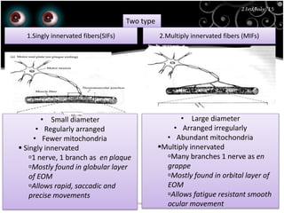 23rd July '15
44
23rdJuly '15
Dept. of Ophthalmology, JNMC, Belagavi
EOM Fibers
Two type
2.Multiply innervated fibers (MIFs)1.Singly innervated fibers(SIFs)
• Large diameter
• Arranged irregularly
• Abundant mitochondria
Multiply innervated
Many branches 1 nerve as en
grappe
Mostly found in orbital layer of
EOM
Allows fatigue resistant smooth
ocular movement
• Small diameter
• Regularly arranged
• Fewer mitochondria
 Singly innervated
1 nerve, 1 branch as en plaque
Mostly found in globular layer
of EOM
Allows rapid, saccadic and
precise movements
 