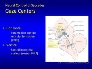 Neural Control of Saccades
Gaze Centers
cueflash.com/decks/CONTROL_OF_EYE_MOVEMENTS_-_57
• Horizontal
- Paramedian pontine
reticular formation
(PPRF)
• Vertical
- Rostral interstitial
nucleus (rostral iMLF)
 