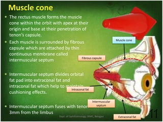Dept. of Ophthalmology, JNMC, Belagavi 11
Muscle cone
 The rectus muscle forms the muscle
cone within the orbit with apex at their
origin and base at their penetration of
tenon’s capsule.
 Each muscle is surrounded by fibrous
capsule which are attached by thin
continuous membrane called
intermuscular septum
 Intermuscular septum divides orbital
fat pad into extraconal fat and
intraconal fat which help to maintain
cushioning effects.
 Intermuscular septum fuses with tenon
3mm from the limbus
Fibrous capsule
Intermuscular
septum
Intraconal fat
Extraconal fat
Muscle cone
 