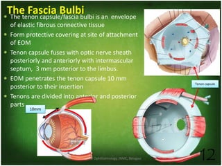 Dept. of Ophthalmology, JNMC, Belagavi 12
The Fascia Bulbi The tenon capsule/fascia bulbi is an envelope
of elastic fibrous connective tissue
 Form protective covering at site of attachment
of EOM
 Tenon capsule fuses with optic nerve sheath
posteriorly and anteriorly with intermascular
septum, 3 mm posterior to the limbus.
 EOM penetrates the tenon capsule 10 mm
posterior to their insertion
 Tenons are divided into anterior and posterior
parts
Tenon capsule
10mm
 
