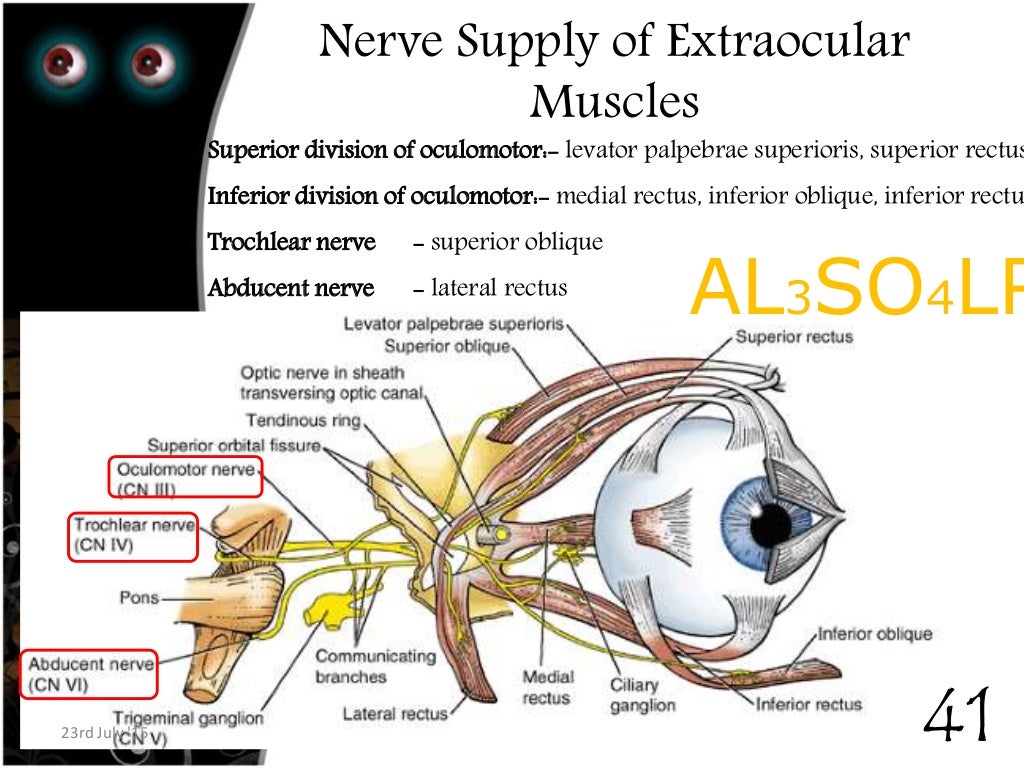 Anatomy & physiology of eom