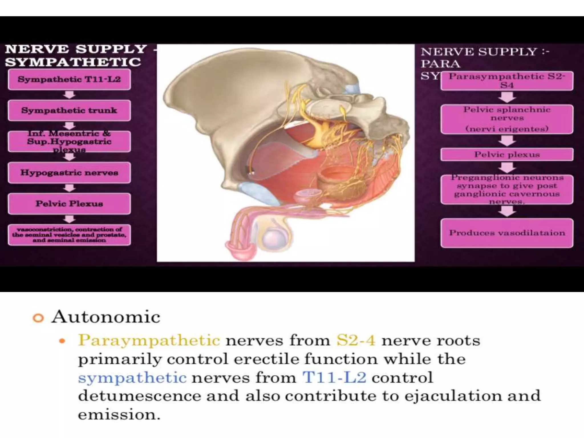 Anatomy Of Penis Physiology Of Erection PPTX anatomy-of-penis-physiology-of-erection-pptx