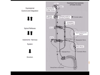 Filacio Anatomy of penis & physiology of erection | PPTX
