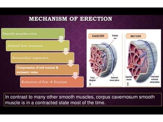 Filacio Anatomy of penis & physiology of erection | PPTX