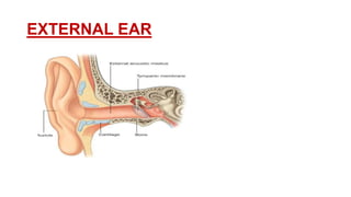 External Ear Rotation Anatomy & physiology of external ear | PPTX