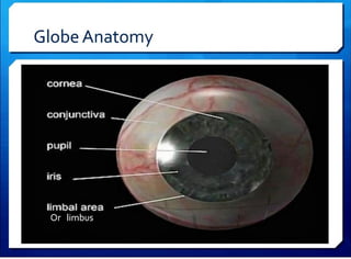 Anatomy & physiology of eye RB sir .pdf