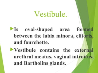Vestibule. 
Is oval-shaped area formed 
between the labia minora, clitoris, 
and fourchette. 
Vestibule contains the ext...
