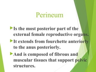 Perineum 
Is the most posterior part of the 
external female reproductive organs. 
It extends from fourchette anteriorly...