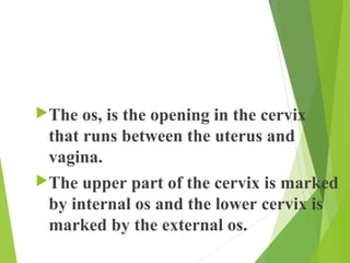 Laterally, the perimetrium is 
continuous with the broad 
ligaments on either side of the 
uterus. 
 