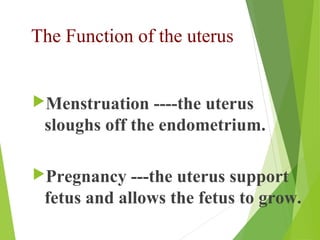 The vaginal lining has 
multiple folds, or rugae 
and muscle layer. These 
folds allow the vagina to 
stretch considerabl...
