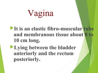 Functions of the vagina 
To allow discharge of the 
menstrual flow. 
As the female organs of coitus. 
To allow passage ...