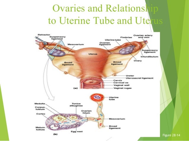 Anatomyphysiologyoffemalereproductivesystem