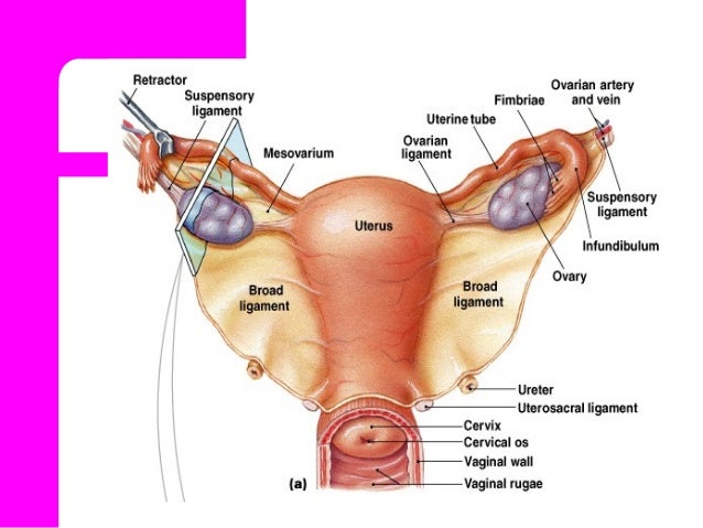 anatomy physiology of female reproductive system average size of female organ