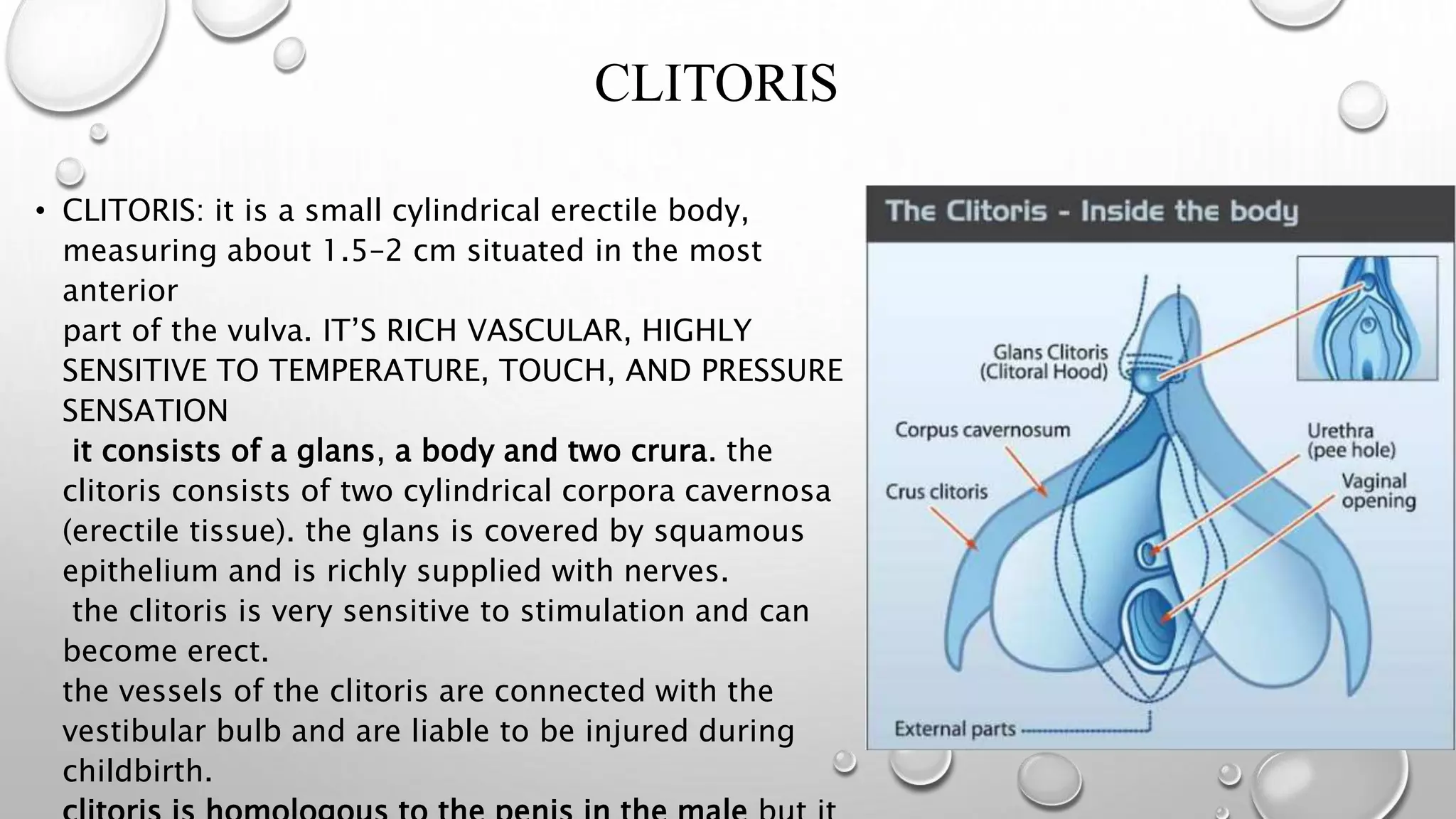 Anatomy Physiology Of Female Reproductive System PPTX Anatomy Physiology Of Female Reproductive System PPTX