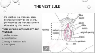 Anatomy Physiology Of Female Reproductive System PPTX anatomy-physiology-of-female-reproductive-system-pptx