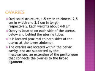  Perimetrium. • This is peritoneum, which is
distributed differently on the various surfaces of the
uterus. Anteriorly it...