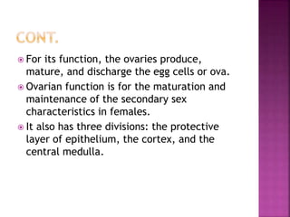 Anatomy &amp; physiology of female reproductive system