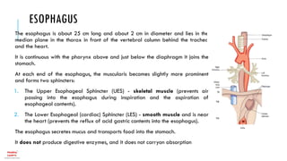 Anatomy & Physiology of GIT | PDF