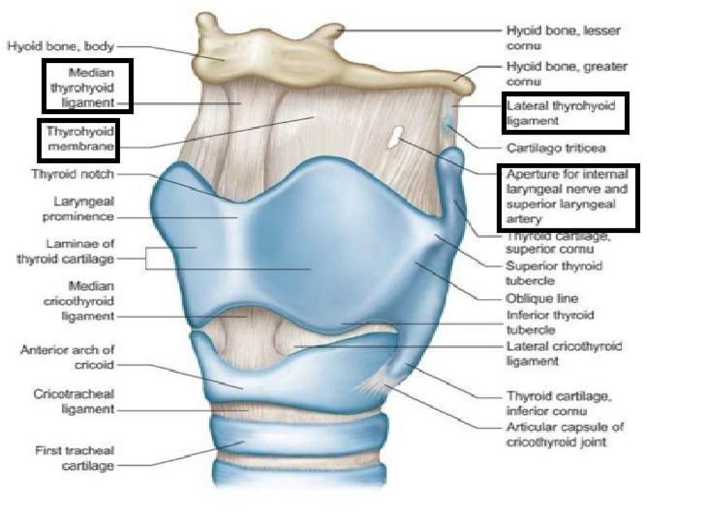 Anatomy & physiology of larynx