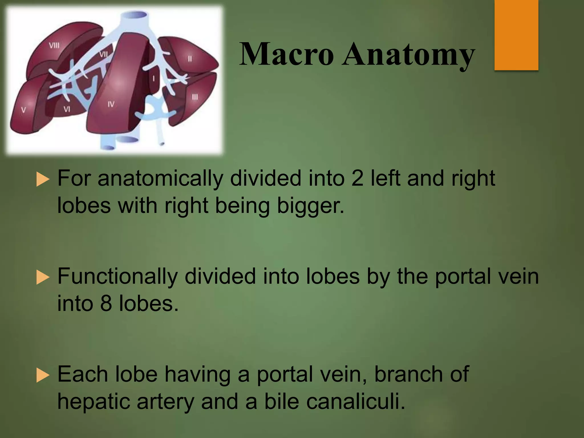Anatomy & physiology of liver | PPTX