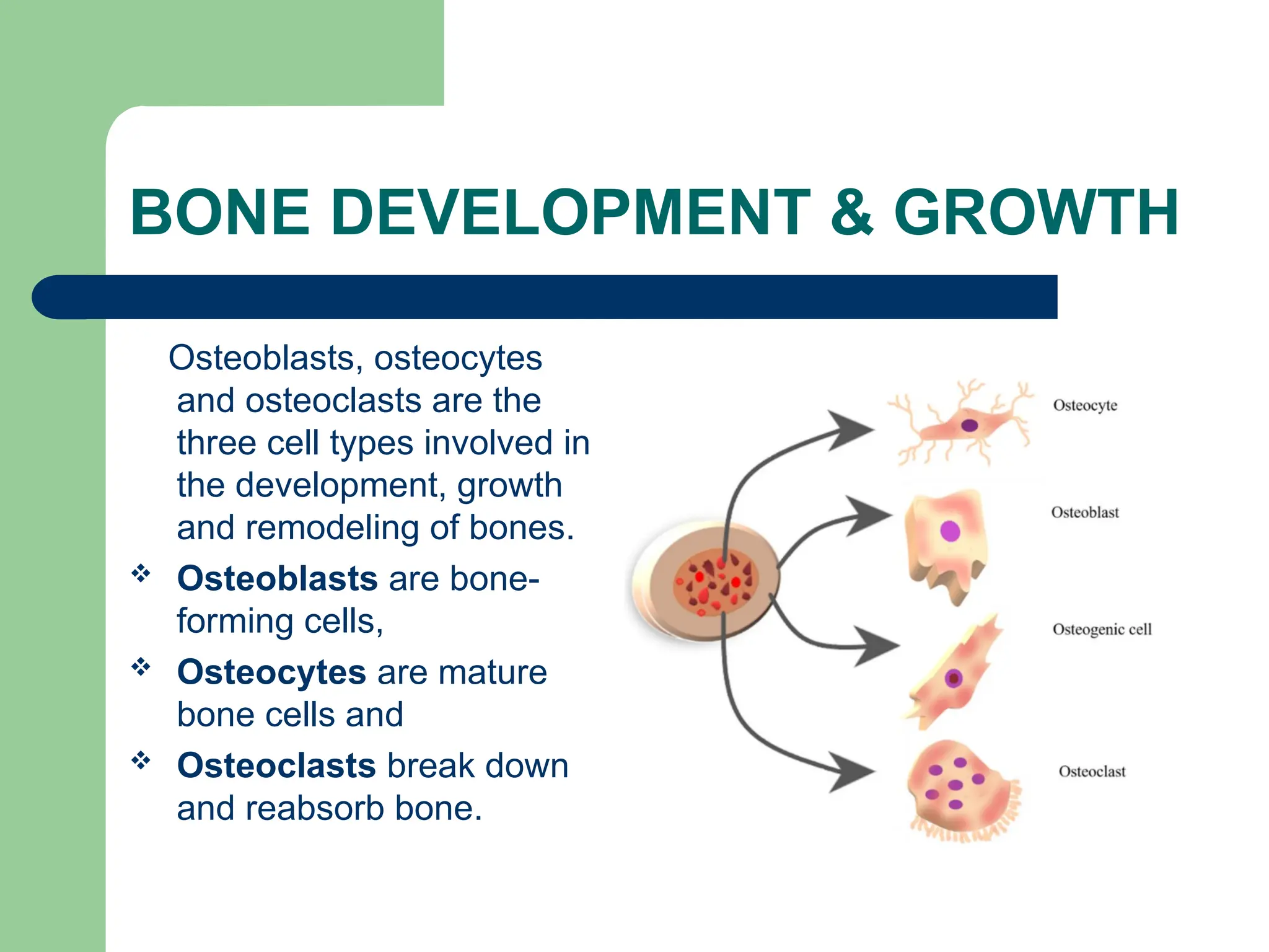 BONE DEVELOPMENT & GROWTH
Osteoblasts, osteocytes
and osteoclasts are the
three cell types involved in
the development, growth
and remodeling of bones.
 Osteoblasts are bone-
forming cells,
 Osteocytes are mature
bone cells and
 Osteoclasts break down
and reabsorb bone.
 