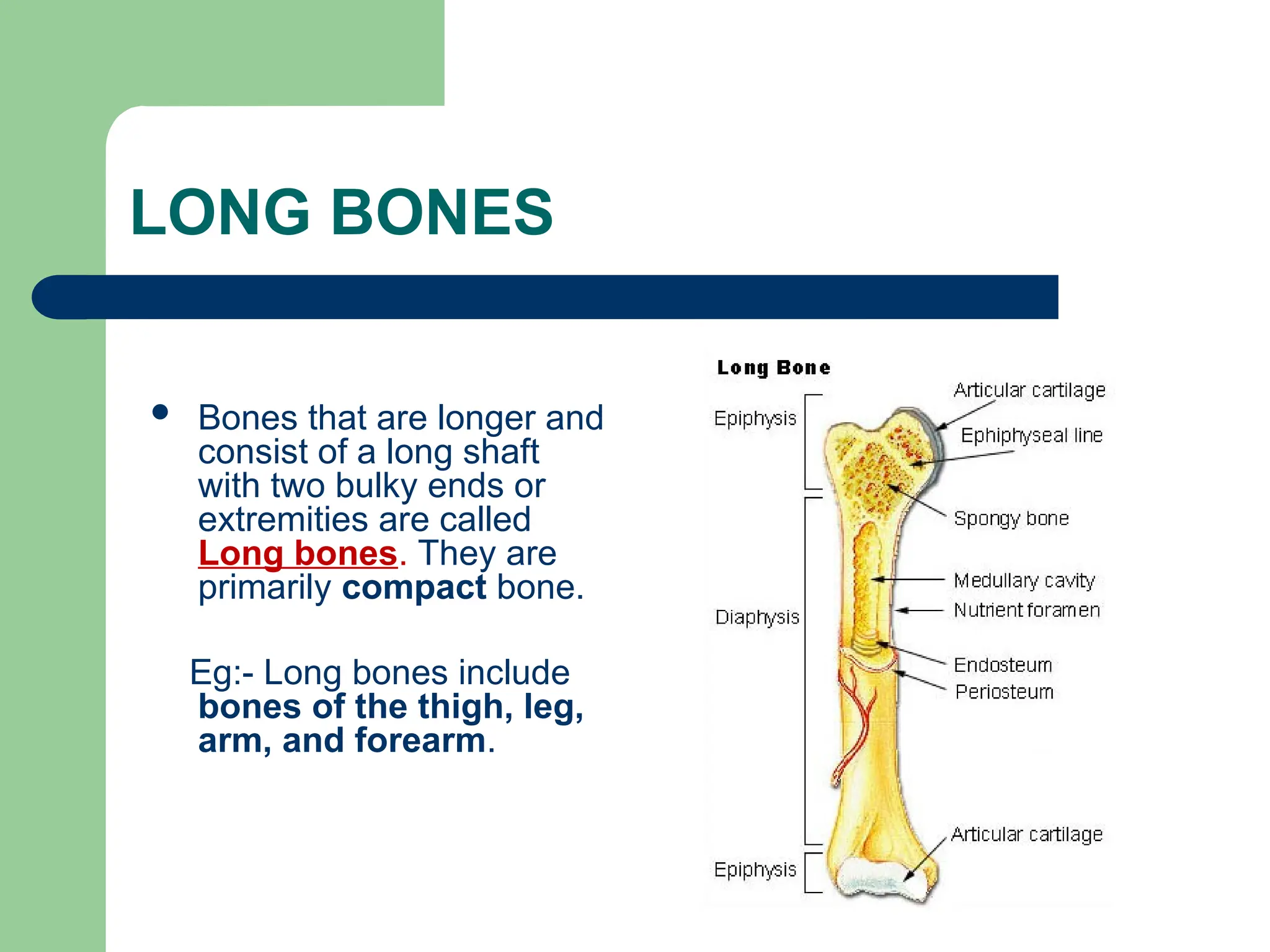 LONG BONES
 Bones that are longer and
consist of a long shaft
with two bulky ends or
extremities are called
Long bones. They are
primarily compact bone.
Eg:- Long bones include
bones of the thigh, leg,
arm, and forearm.
 