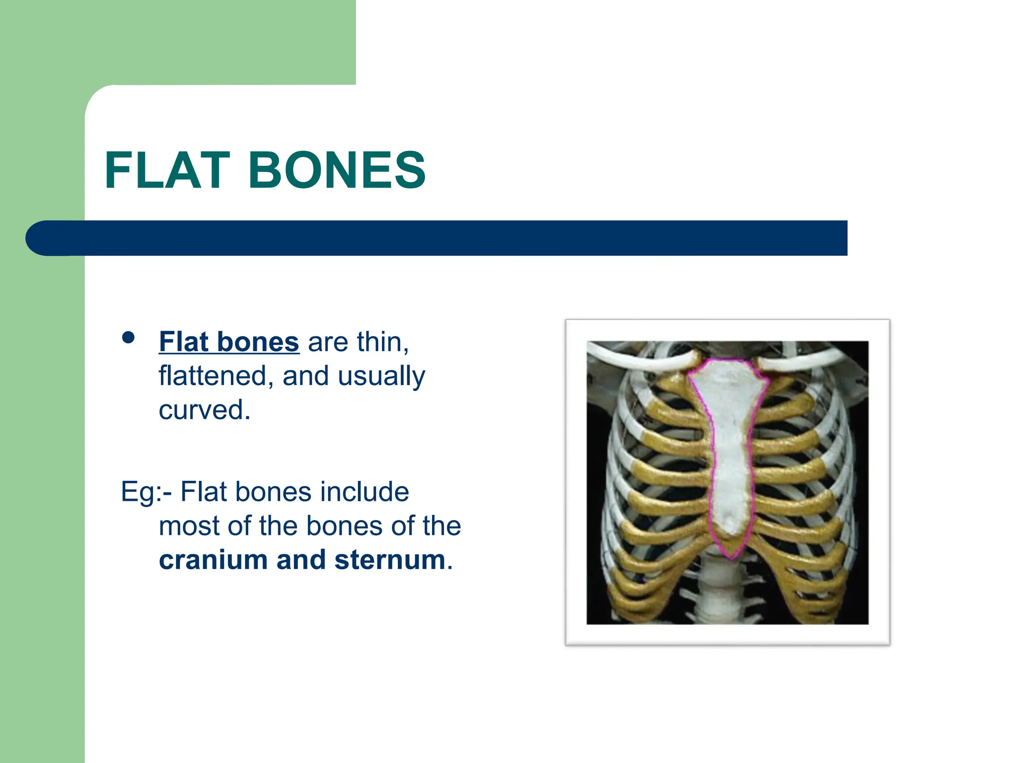 FLAT BONES
 Flat bones are thin,
flattened, and usually
curved.
Eg:- Flat bones include
most of the bones of the
cranium and sternum.
 