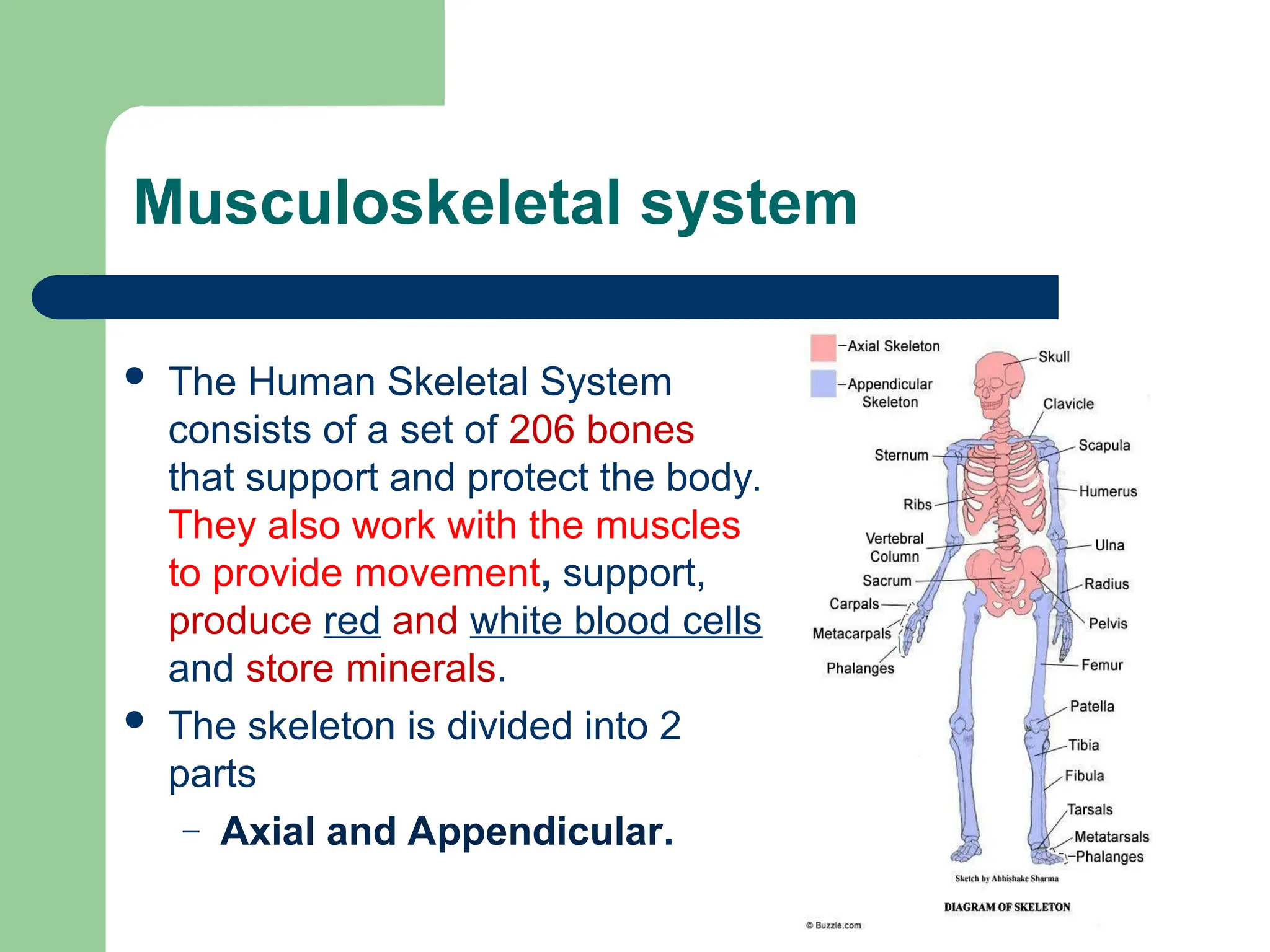 Musculoskeletal system
 The Human Skeletal System
consists of a set of 206 bones
that support and protect the body.
They also work with the muscles
to provide movement, support,
produce red and white blood cells
and store minerals.
 The skeleton is divided into 2
parts
– Axial and Appendicular.
 