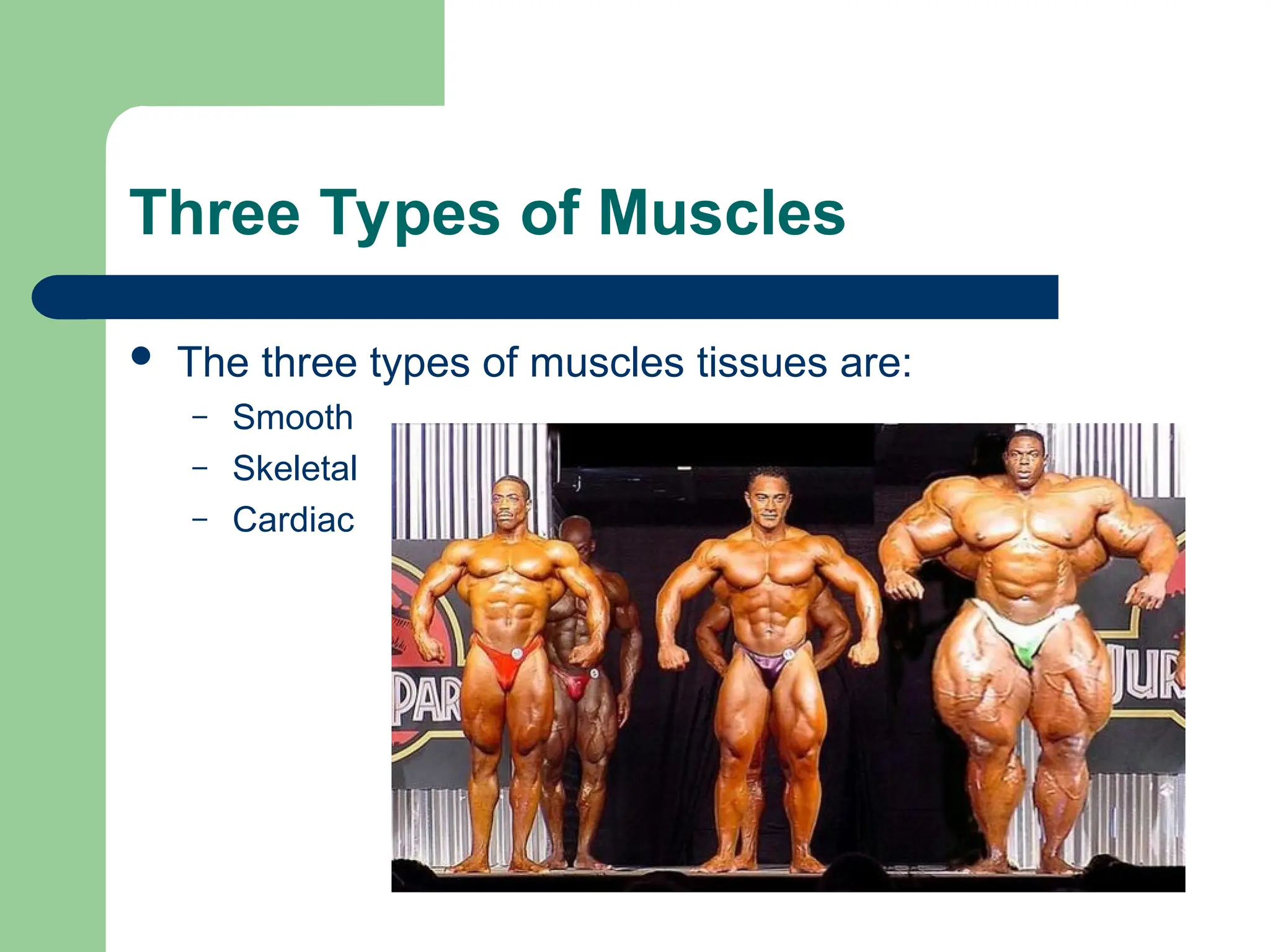 Three Types of Muscles
 The three types of muscles tissues are:
– Smooth
– Skeletal
– Cardiac
 
