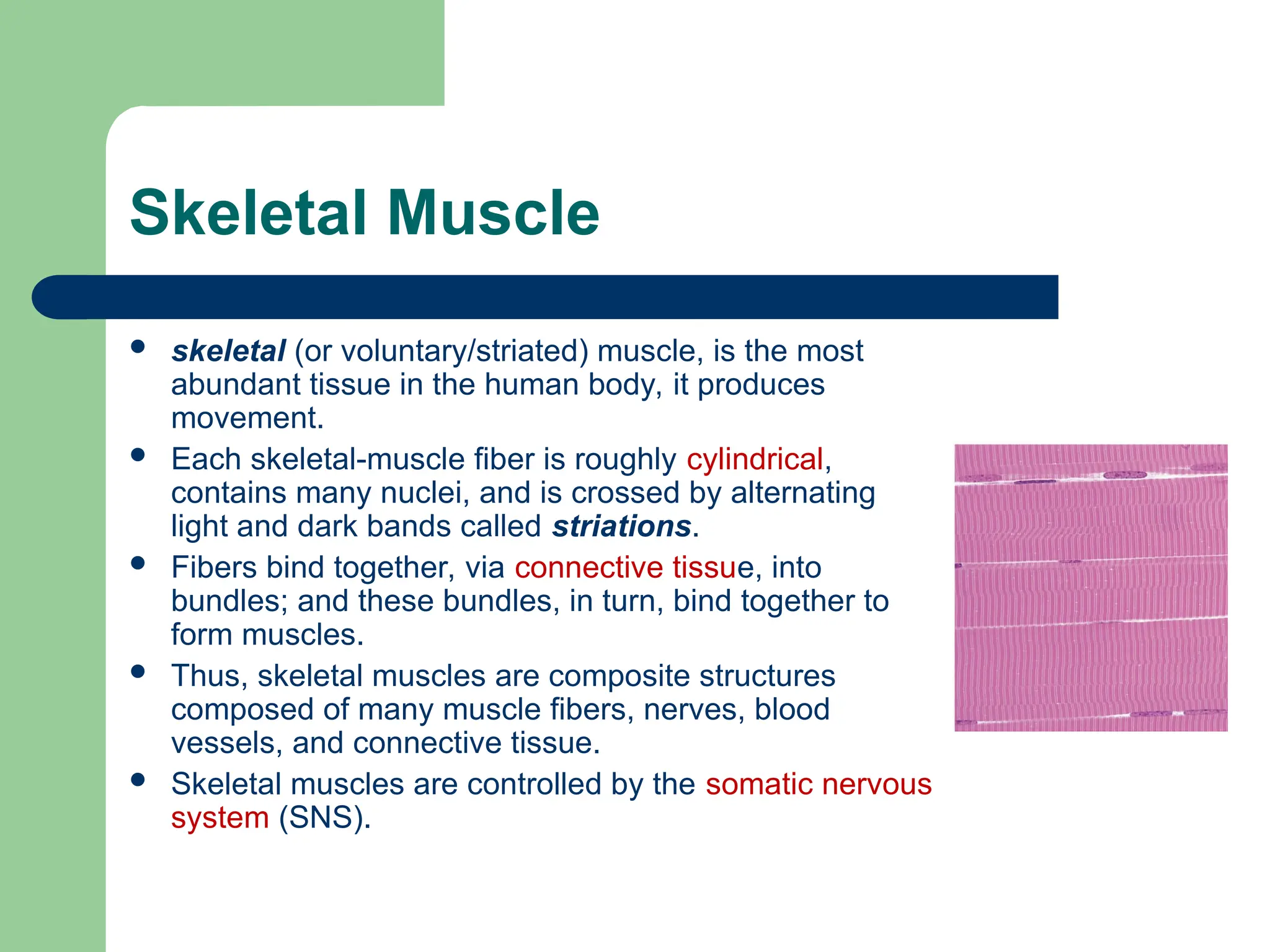 Skeletal Muscle
 skeletal (or voluntary/striated) muscle, is the most
abundant tissue in the human body, it produces
movement.
 Each skeletal-muscle fiber is roughly cylindrical,
contains many nuclei, and is crossed by alternating
light and dark bands called striations.
 Fibers bind together, via connective tissue, into
bundles; and these bundles, in turn, bind together to
form muscles.
 Thus, skeletal muscles are composite structures
composed of many muscle fibers, nerves, blood
vessels, and connective tissue.
 Skeletal muscles are controlled by the somatic nervous
system (SNS).
 