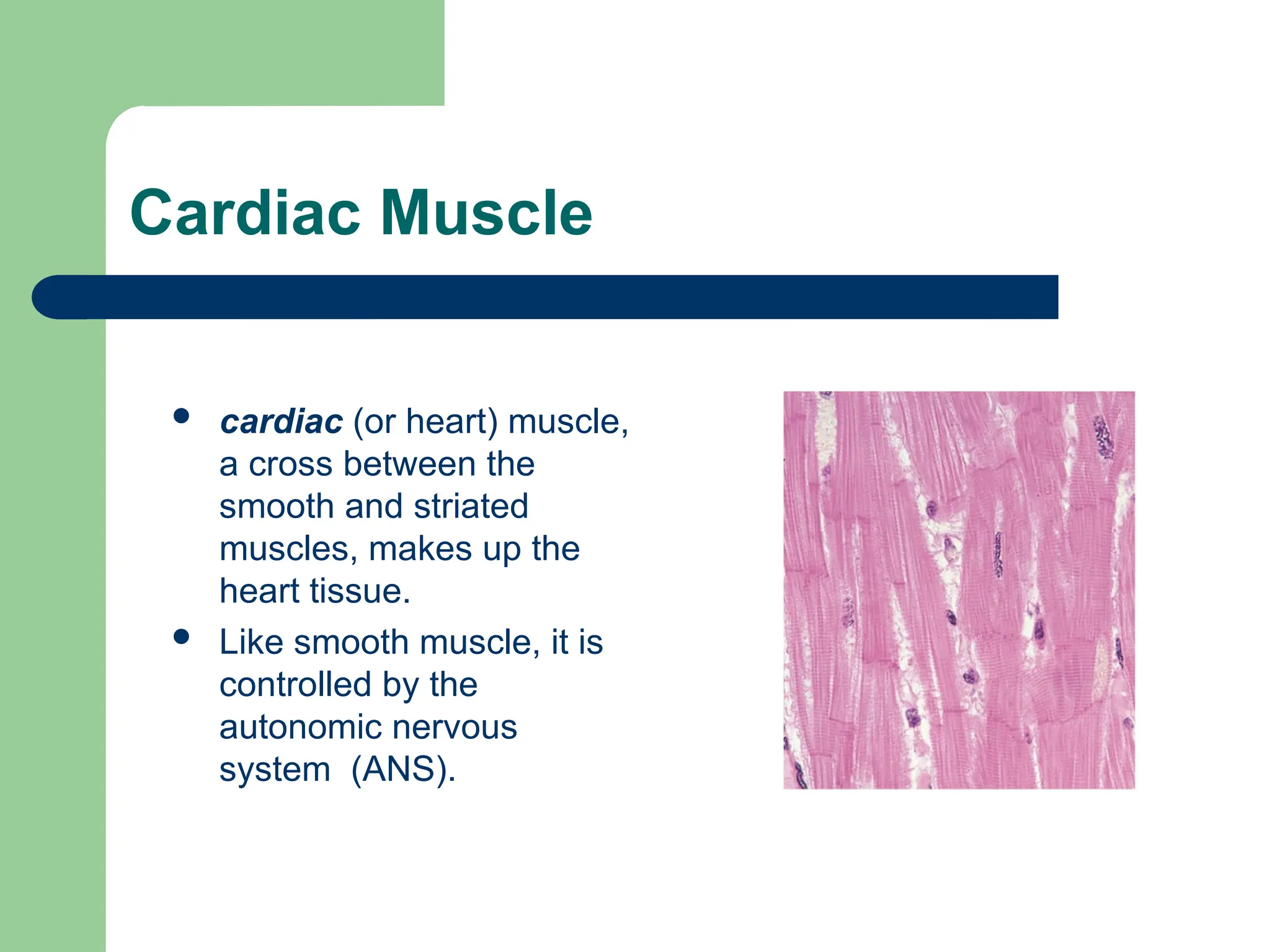 Cardiac Muscle
 cardiac (or heart) muscle,
a cross between the
smooth and striated
muscles, makes up the
heart tissue.
 Like smooth muscle, it is
controlled by the
autonomic nervous
system (ANS).
 